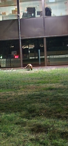 Red Fox