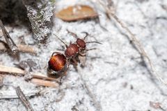 Pseudomethoca sanbornii