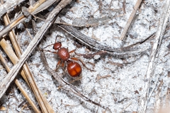 Pseudomethoca sanbornii