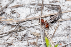 Pseudomethoca sanbornii