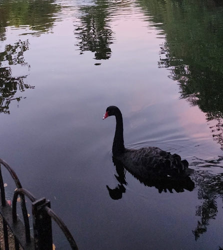 Black Swan