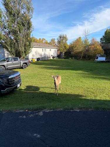 White-tailed Deer