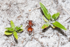 Pseudomethoca sanbornii