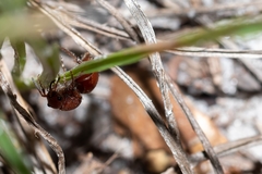 Pseudomethoca sanbornii