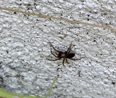 Scotophaeus blackwalli