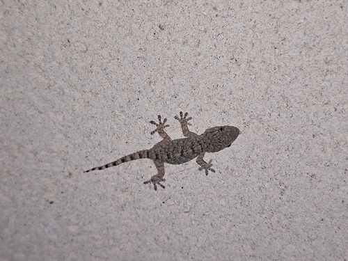Moorish Gecko