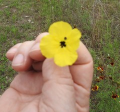 Oenothera serrulata
