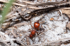 Pseudomethoca sanbornii