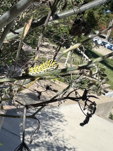 Black Swallowtail