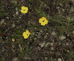 Oenothera serrulata
