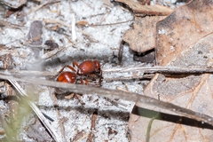 Pseudomethoca sanbornii