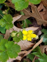 Waldsteinia