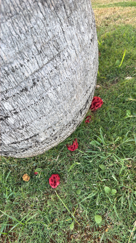 Wiffle Ball Stinkhorn
