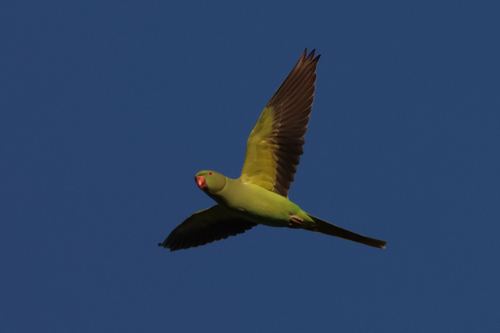 Rose-ringed Parakeet