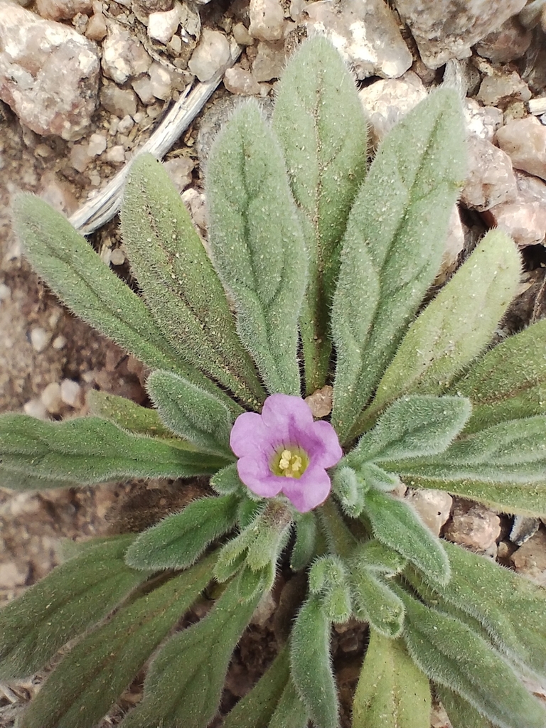 Whitewhisker fiddleleaf (Nama undulata)