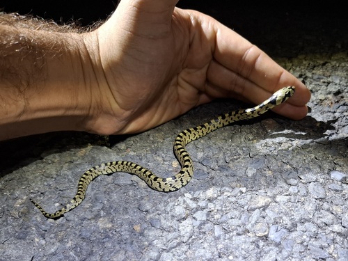Ladder Snake