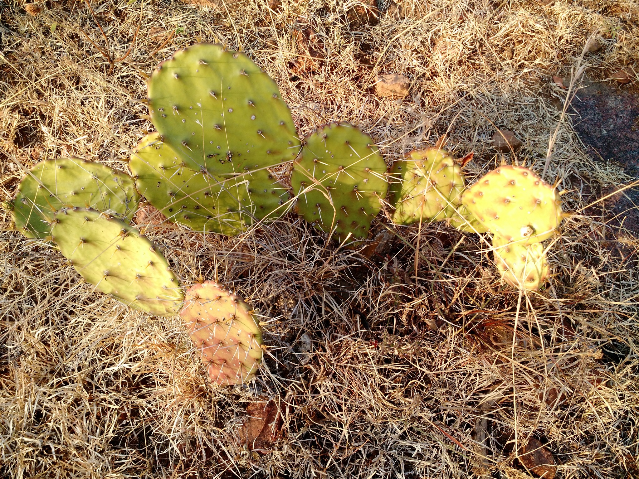 Opuntia robinsonii