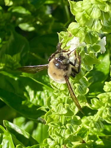 Virginia Carpenter Bee