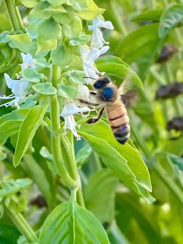 Western Honey Bee