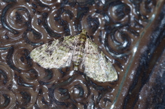 Chloroclystis neoconversa