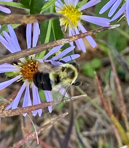 Common Eastern Bumble Bee