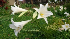 Lilium longiflorum
