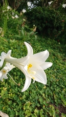 Lilium longiflorum