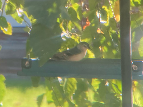 White-breasted Nuthatch