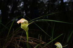 Pterostylis baptistii