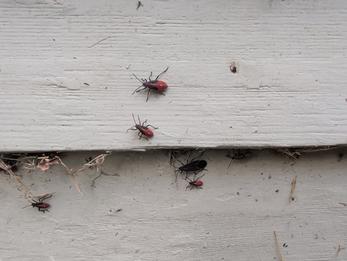 Eastern Boxelder Bug