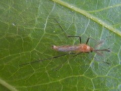 Coquillettidia xanthogaster