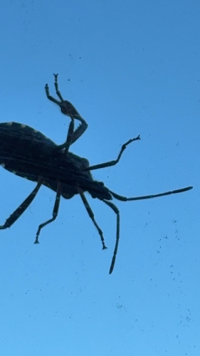 Western Conifer Seed Bug