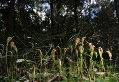 Pterostylis ophioglossa