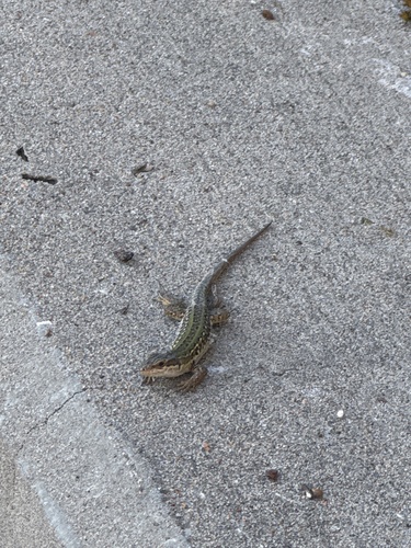 Italian Wall Lizard
