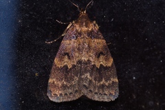 Hydrillodes pacifica