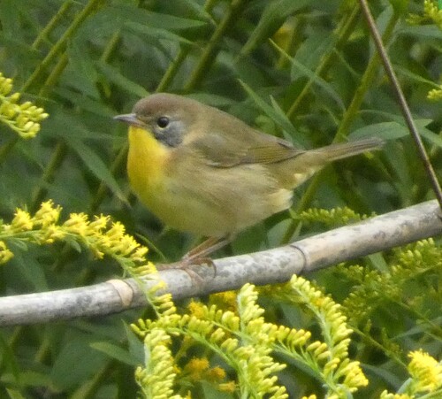 Common Yellowthroat