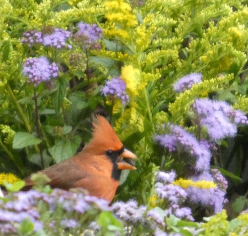 Northern Cardinal