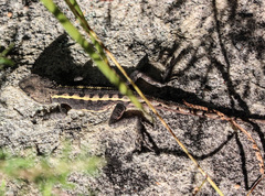 Diporiphora phaeospinosa