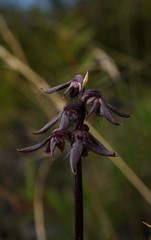 Genoplesium acuminatum