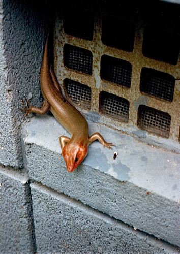 Broad-headed Skink observed by buzzclik