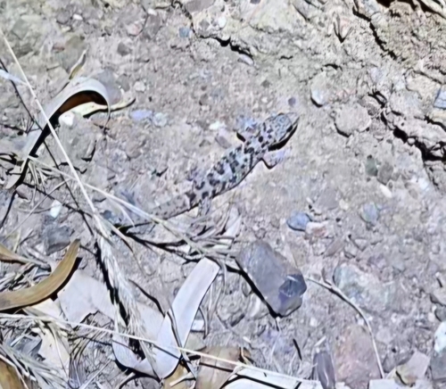Mediterranean House Gecko