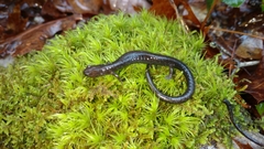 Plethodon richmondi
