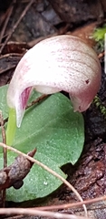 Corybas barbarae