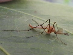 Coquillettidia xanthogaster