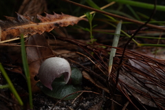 Corybas barbarae