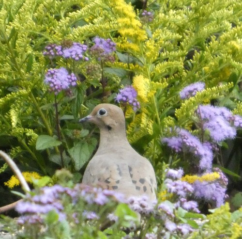 Mourning Dove