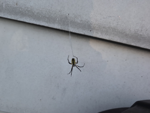 Yellow Garden Spider