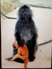 Trachypithecus selangorensis