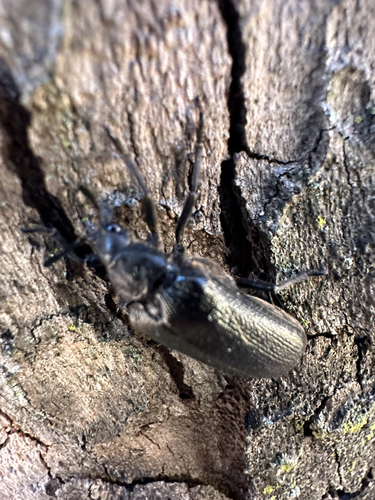 Cedar Beetle