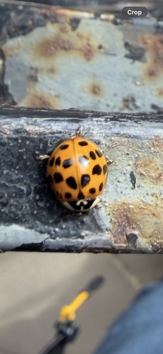 Asian Lady Beetle